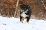 BERGER AUSTRALIEN PUPPIES 572